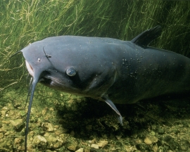 W Drogomyślu złowiono gigantycznego suma: 267cm 104kg